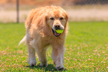 golden retriever on the grass