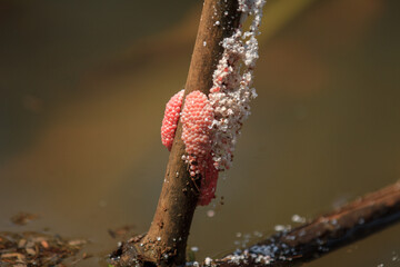 close up of pink eggs golden apple snail (Pomacea canaliculata) on the tree