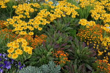 Gelbe Blumenpflanzung