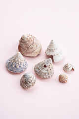 Some seashells on pink.