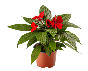 Red impatiens walleriana flower