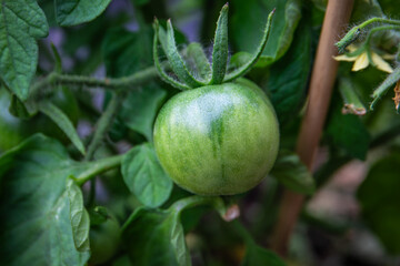 Close-up of a green tomato on a branch of a plant, waiting for harvest