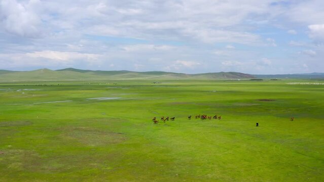Herd Of Horses Running On The Grassland Of Hulunbuir In China. aerial
