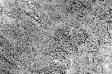 Abstract branches in winter time with snow on them