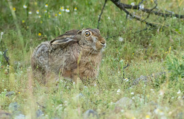 European Hare hiding in grass