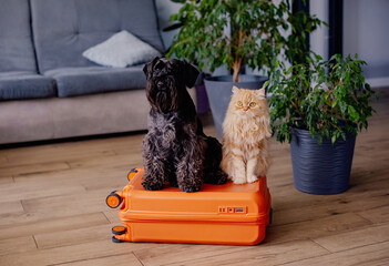 Travel concept with funny dog and cat sitting on suitcase. life with animals concept - wanderlust...