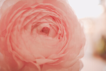 Softness Pastel pink artificial rose flowers, romantic, love concept