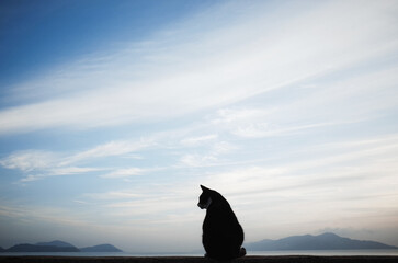Silhouette alone cat sitting with ocean and blue sky on background