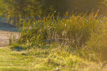 coyote hidden in grass