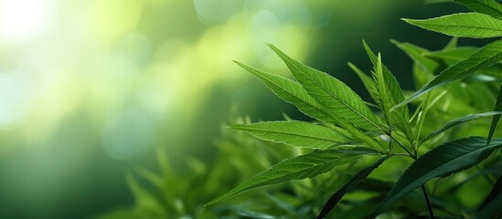Naklejka premium features a close-up view of a fresh green leaf against a blurred background of greenery in a garden.