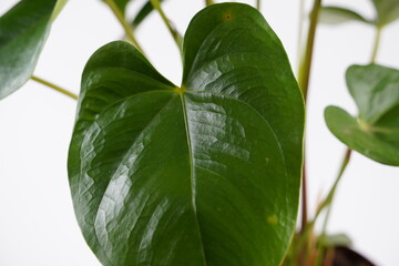 The dark green leaves of Red Anthurium flower