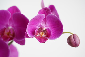 Fototapeta na wymiar Indoor pink flower Orchid in a pot. Home garden. Room interior decoration.