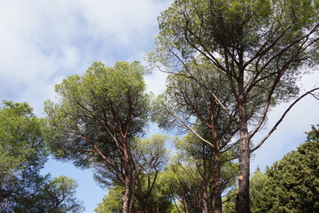 Obraz premium Tall trees at Filerimos mountain. Rhodes. Greece