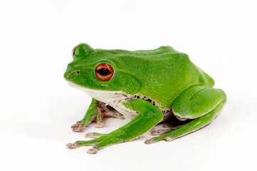 Fototapeta premium Forest green tree frog // Japanischer Ruderfrosch, Grüner Flugfrosch (Zhangixalus arboreus / Rhacophorus arboreus) - Japan