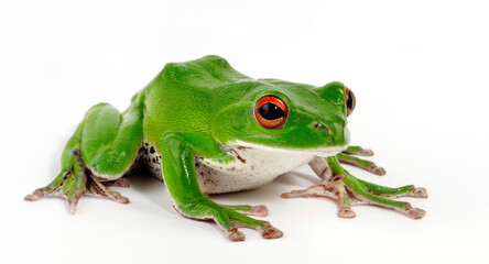 Forest green tree frog // Japanischer Ruderfrosch, Grüner Flugfrosch (Zhangixalus arboreus / Rhacophorus arboreus) - Japan