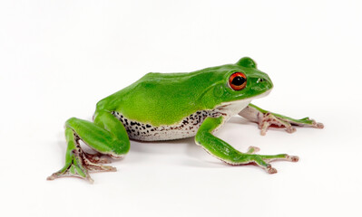 Forest green tree frog // Japanischer Ruderfrosch, Grüner Flugfrosch (Zhangixalus arboreus / Rhacophorus arboreus) - Japan