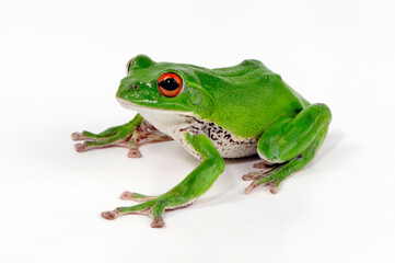 Forest green tree frog // Japanischer Ruderfrosch, Grüner Flugfrosch (Zhangixalus arboreus / Rhacophorus arboreus) - Japan