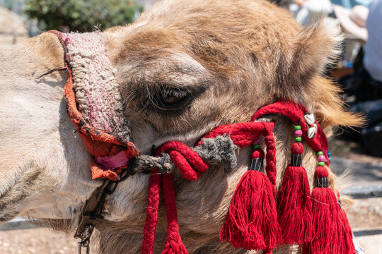 cara de camello en israel