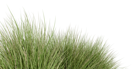 Close up green grass isolated on white