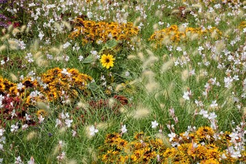 Gelbe Blumenpflanzung