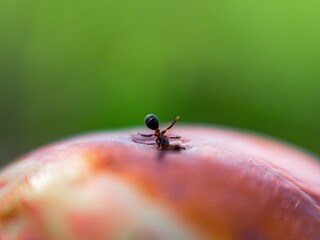 The ant in the apple
