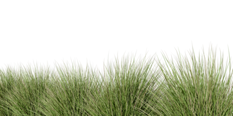 Green grass isolated on white background