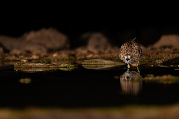 Bird in Selective Focus: Close-up of Bird in Darkness