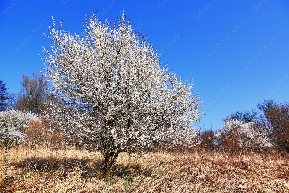 Canvas Prints bluehender baum