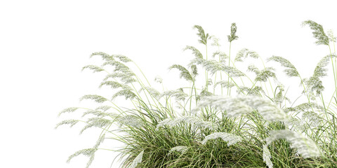 Grass isolated on white background