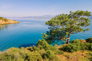 Coastline of Aegean sea with pine tree on shore on sunny day. Aerial view