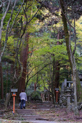 Fototapeta premium 緑や黄色、赤い紅葉に包まれたお寺と階段