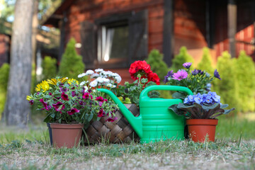 Beautiful blooming flowers and watering can on green grass in garden