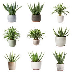 Set of potted houseplants isolated on solid white background