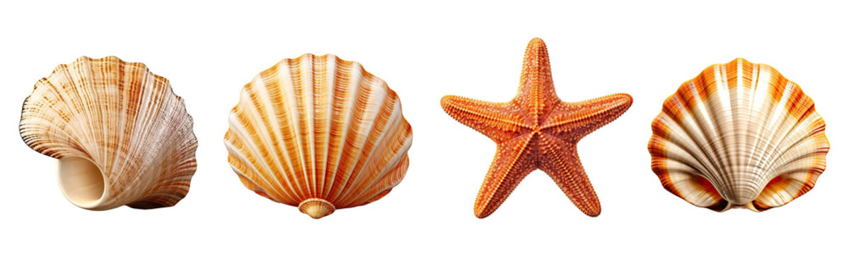 Set of starfish and sea shell illustration isolated transparent background, PNG , Generative AI