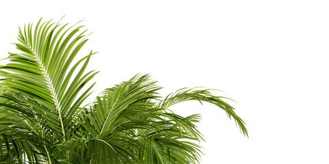 palm tree leaves in 3d rendering isolated on white background	