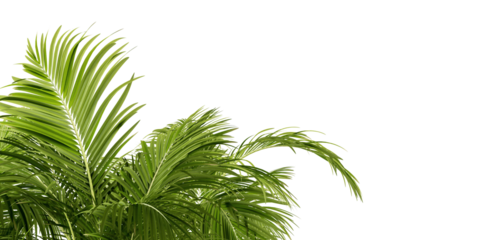 palm tree leaves in 3d rendering isolated on white background	