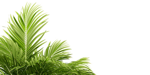 palm tree leaves in 3d rendering isolated on white background	