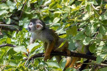A Common squirrel monkeys (Saimiri sciureus) on a tree