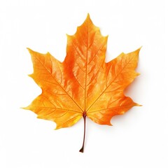 Fototapeta na wymiar Autumn falling leaf isolated