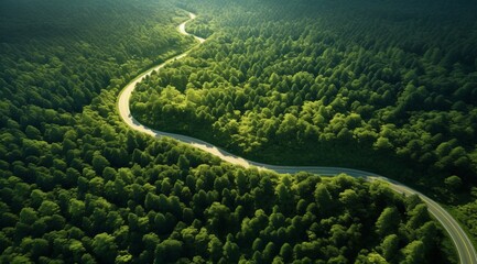 Aerial aerial road winding path forest tree canopy