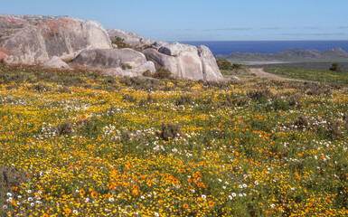 Wildflowers in the West Coast National Park - 631024777