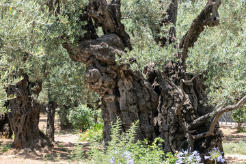 Fototapeta na wymiar Arbol antiguo de olivo, monte de los olivos, Israel