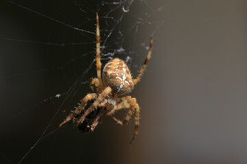 Garden cross spider (Araneus diadematus) with prey fly