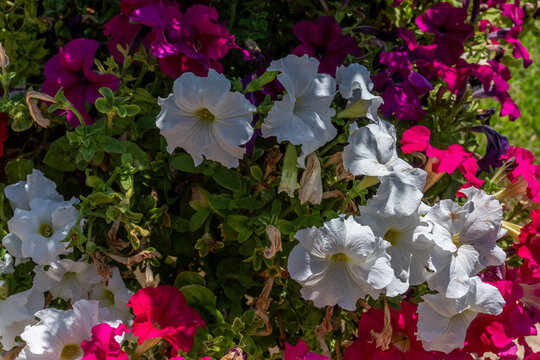 flores y enredadera