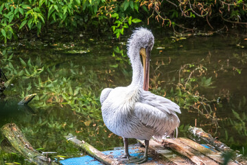 One pelican stands on the shore of the pond at the zoo. Green water in the pond. Close-up