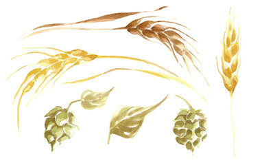Set of yellow and brown mature spikelets of wheat with leaves and green hop cones with leaves. watercolor illustrations by hand on a white background. for the design of postcards, templates, print pos