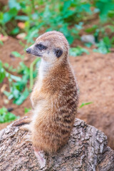 Fototapeta premium Meerkat, Suricata suricatta, on hind legs. Portrait of meerkat standing on hind legs with alert expression. Portrait of a funny meerkat sitting on its hind legs.