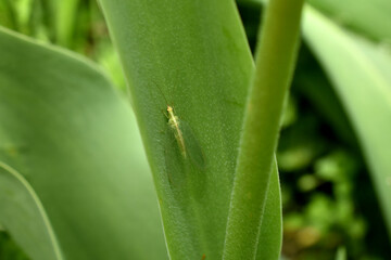 The lacewing is an insect with transparent wings.
