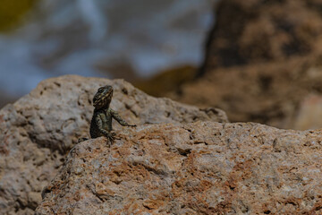 Little lizard on a stone