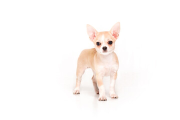 Chihuahua puppy cut out. Dog isolated on white background